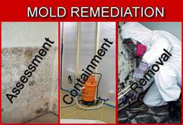 Mold Removal Training