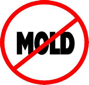 NO Mold